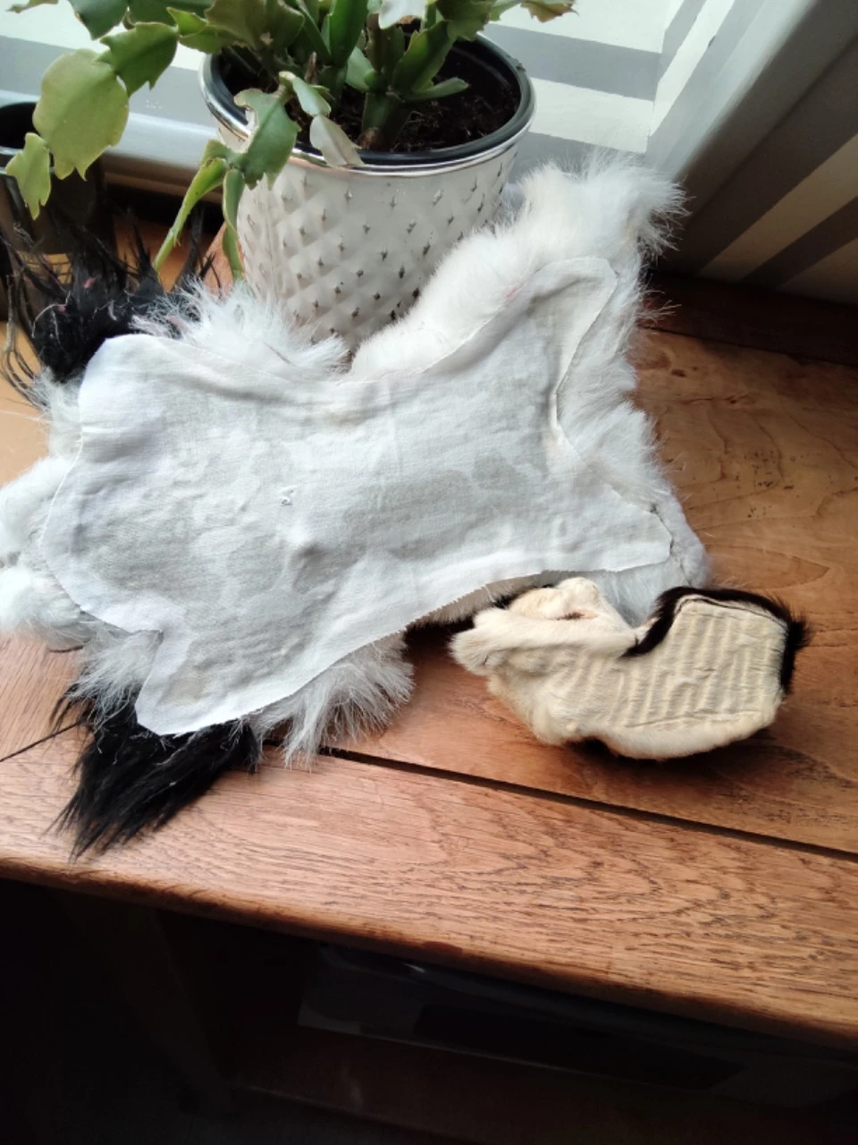 Hond en kat op vintage tapijt – photo 3